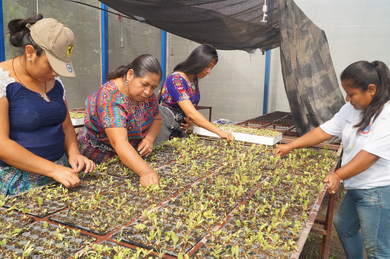 Four women plant seedlings on a pallet with soil.