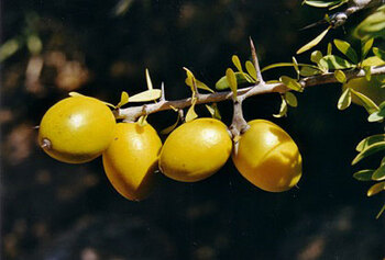 Morocco. Fruit from an argan tree © GIZ