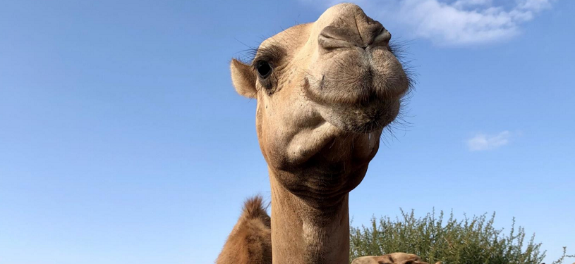 A camel stares directly into the camera.