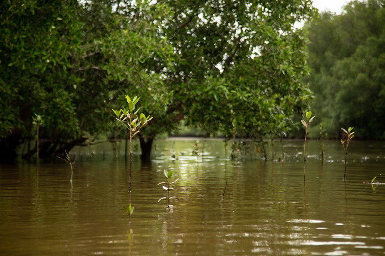 Un manglar.