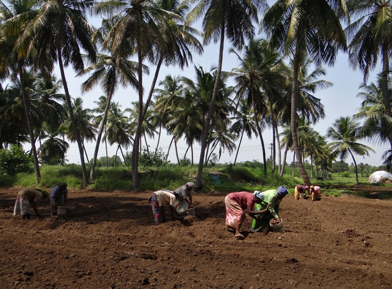 Sowing turmeric © GIZ