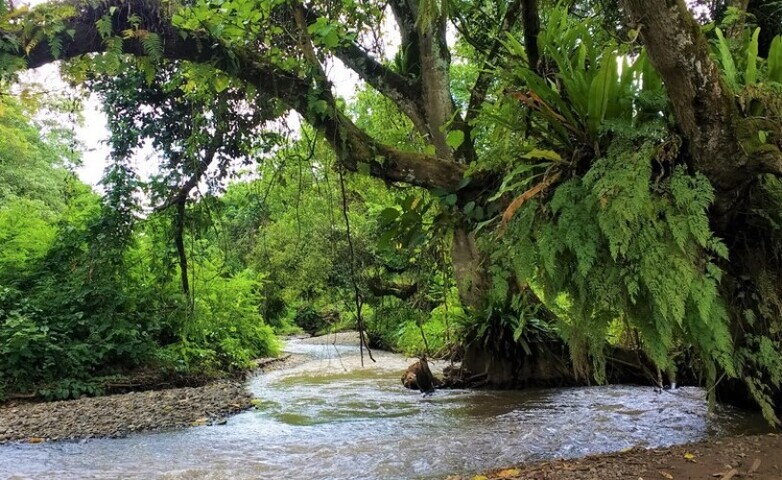 A serene stream flowing through a vibrant, verdant forest.