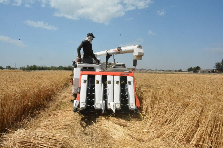 A person steers a harvesting machine over a wheat field.