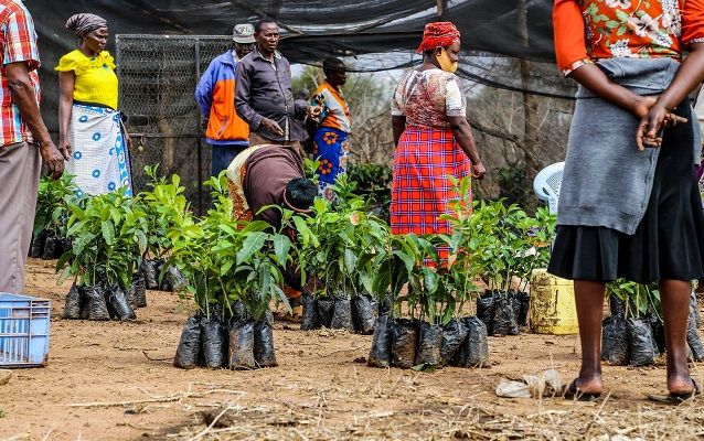 Eight men and women with tree seedlings ready for distribution in a rural area in Kenya.  © Elynn Cherop