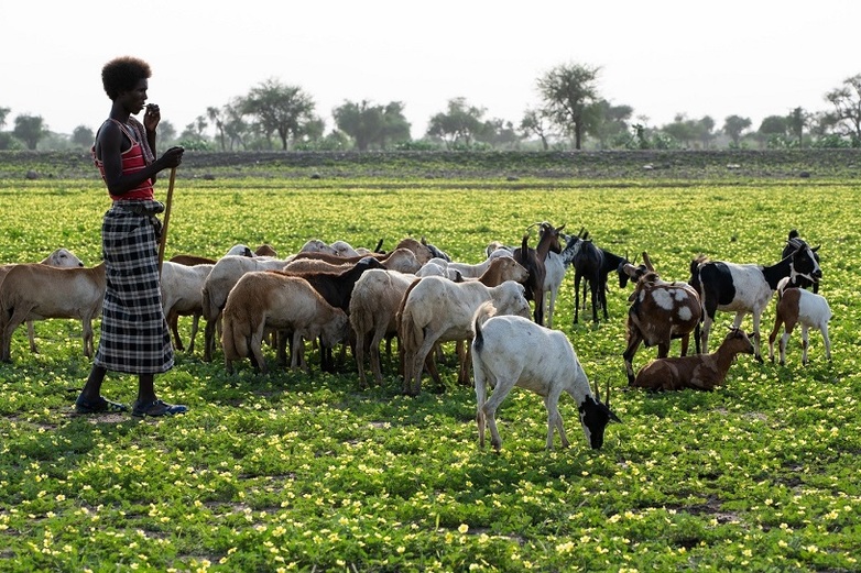 Livestock grazing on rehabilitated land in Afar. Photo credits: Klaus Wohlmann