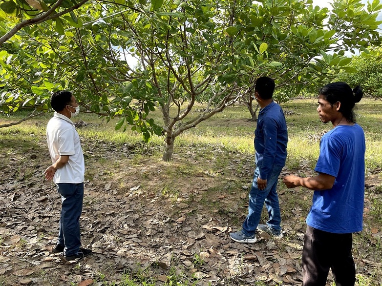 Three men visiting a cashew nut plantation as part of project preparation (photo: GIZ)