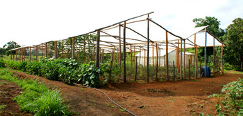 Karibik. Bedeckter Nutzgarten in Lamielle, Haiti. © GIZ 