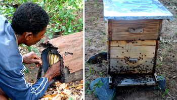 Madagascar. Apiculture traditionnelle dans un tronc d’arbre. © GIZ