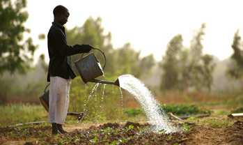 Initiative spéciale « EINEWELT ohne Hunger » (UN SEUL MONDE sans faim). Un jeune homme irrigue un champ à l’aide d’un arrosoir. (Photo : Klaus Wohlmann) © GIZ