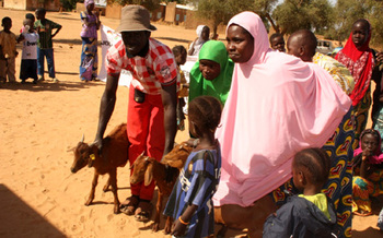 Niger. In Dargol, goats are given to female-led households. © GIZ (Image: PromAP)
