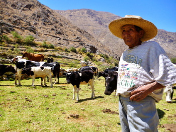 Perú. En determinadas altitudes, la variedad de gramínea denominada kikuyo viene desplazando otras variedades de gramíneas de mejor calidad como consecuencia del cambio climático. © GIZ
