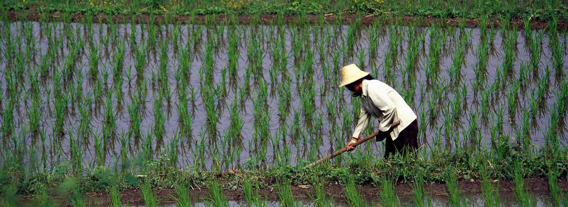 Female asian farmer working in a wet rice field