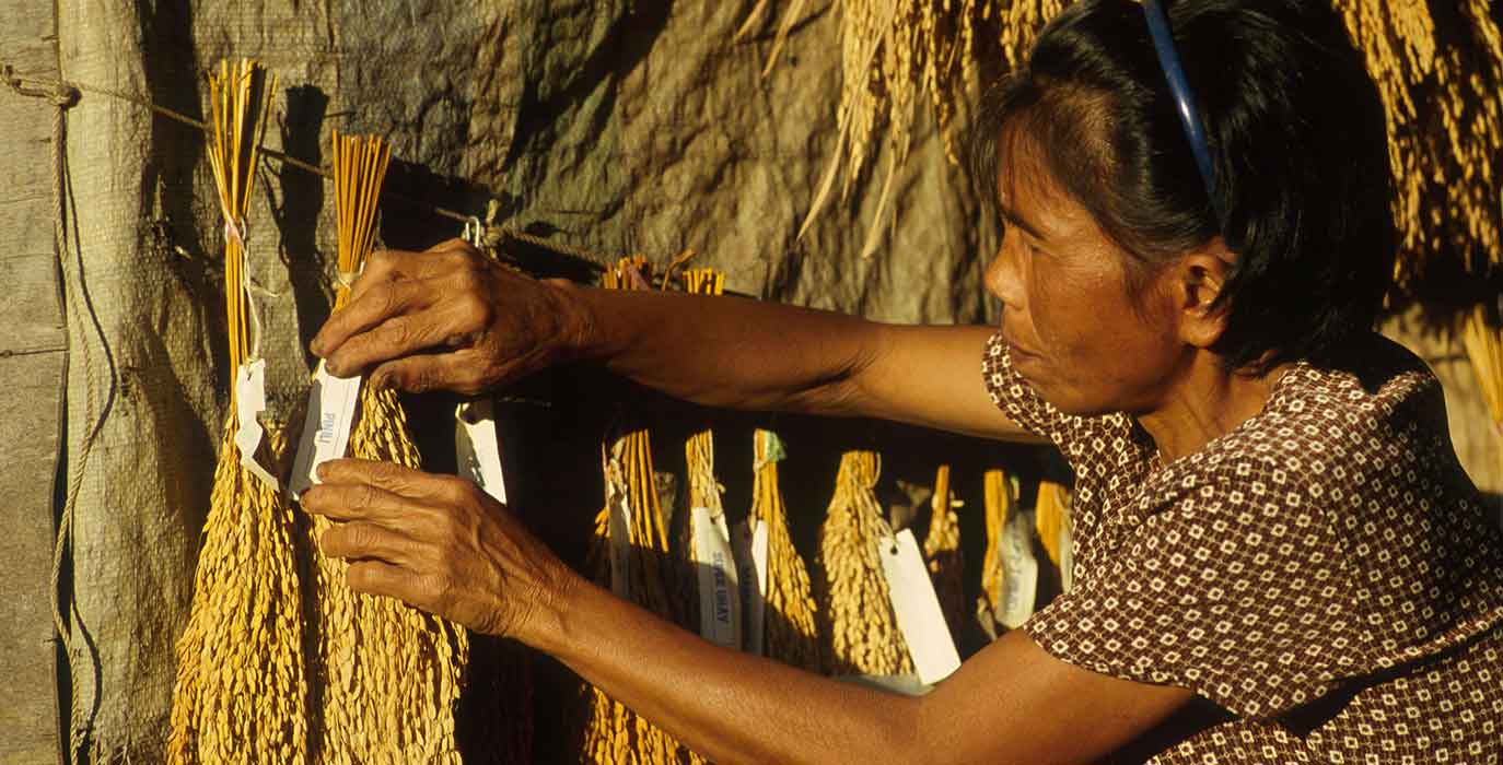 Female asian farmer with sheafs of rice