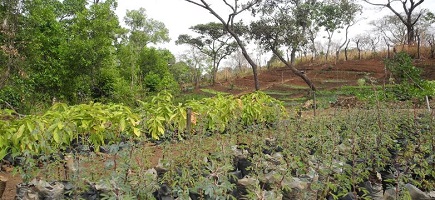  A field with a tree nursery.