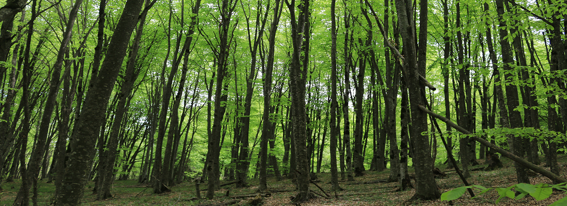 Young beech trees in a Georgian forest.