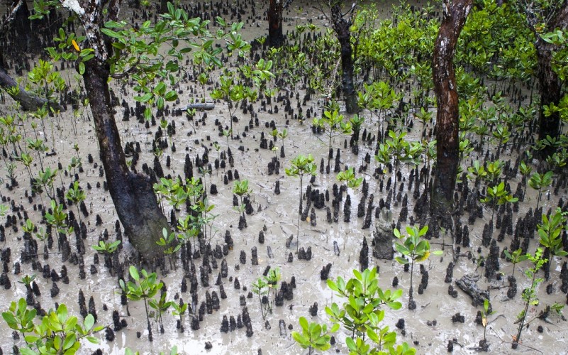 A group of trees growing in mud.