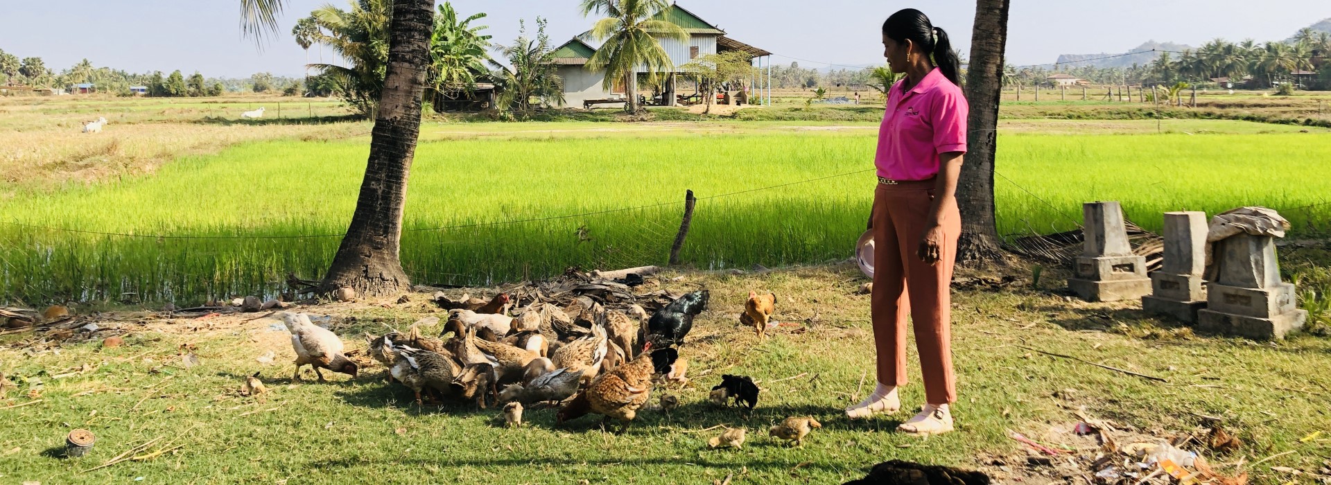 A woman stands in a meadow surrounded by chickens pecking at grain from the ground. There are fields and some buildings in the background.