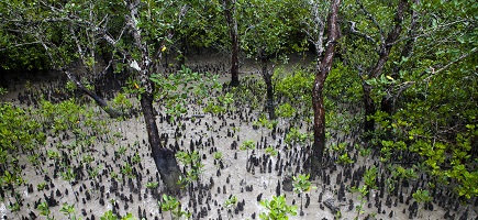 A group of trees growing in mud.